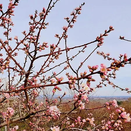 Wohlfuehl & Wellness Oase Apartment Neustadt an der Weinstrasse